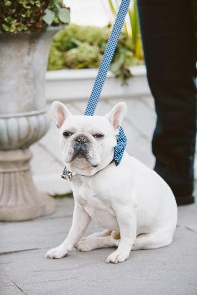 Mi compañero ideal es amoroso, fiel e incondicional ¿y el tuyo?