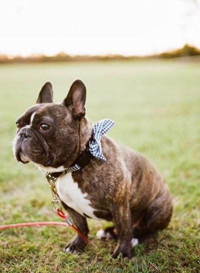 Mi compañero ideal es amoroso, fiel e incondicional ¿y el tuyo?