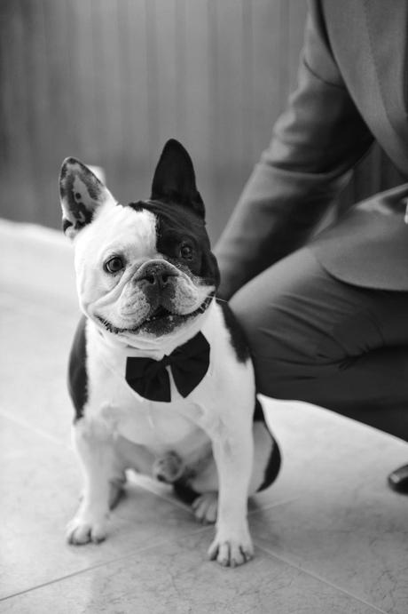 Mi compañero ideal es amoroso, fiel e incondicional ¿y el tuyo?