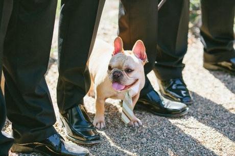 Mi compañero ideal es amoroso, fiel e incondicional ¿y el tuyo?