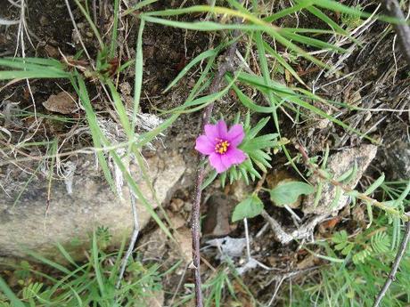 ¡Entrevista en el periódico El Nuevo Diario!