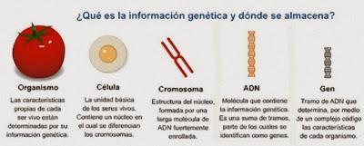 Los alimentos transgénicos. Los alimentos transgénicos.