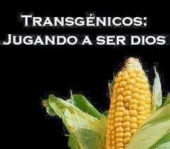 Los alimentos transgénicos. Los alimentos transgénicos.
