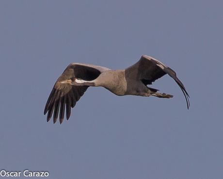 PIGARGO AGUILA MOTEADA Y GRULLAS