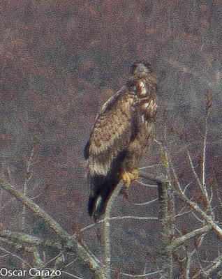 PIGARGO AGUILA MOTEADA Y GRULLAS