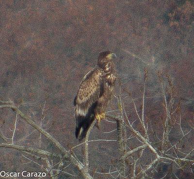 PIGARGO AGUILA MOTEADA Y GRULLAS