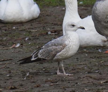 Gaviota patiamarilla, cuestión de muda.