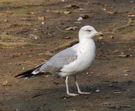 Gaviota patiamarilla, cuestión de muda.