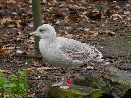 Gaviota patiamarilla, cuestión de muda.