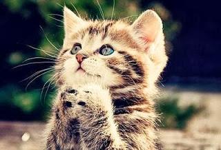 ¡Busco nuevo/a administrador/a para el blog!