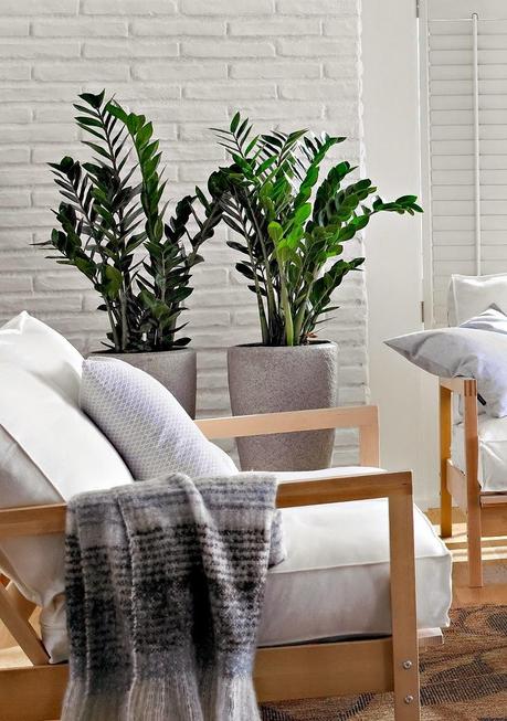 DECORACIÓN INTERIOR _  LA IMPORTANCIA DE LAS PLANTAS