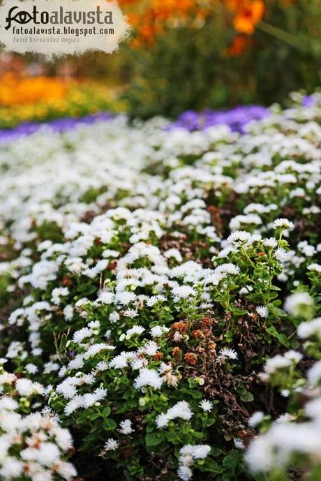 Flores en el recuerdo
