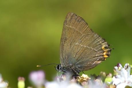 Para ampliar Satyrium w-album (Knoch, 1782) hacer clic