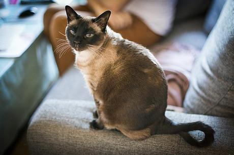  photo _F7A3243copia_zps451d6d3f.jpg