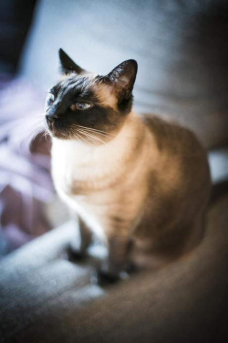  photo _F7A3250copia_zpse36b31d0.jpg