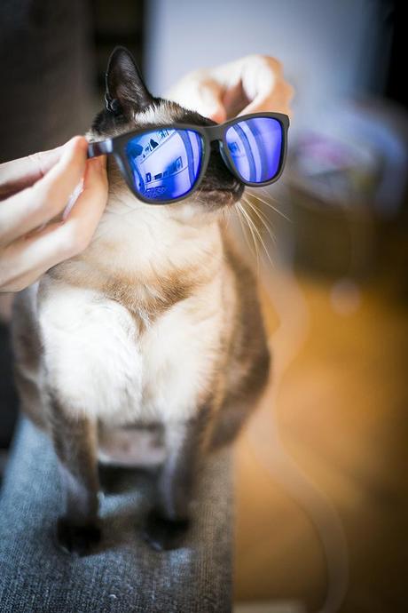  photo _F7A3252copia_zps1c2a4790.jpg