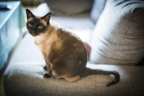  photo _F7A3248copia_zps48db1252.jpg