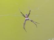 Grandes arañas andaluzas Andalusian spiders