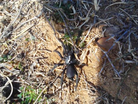 Grandes arañas andaluzas - Andalusian big spiders