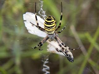 Grandes arañas andaluzas - Andalusian big spiders
