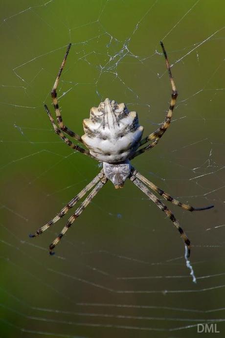 Grandes arañas andaluzas - Andalusian big spiders