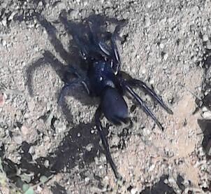 Grandes arañas andaluzas - Andalusian big spiders