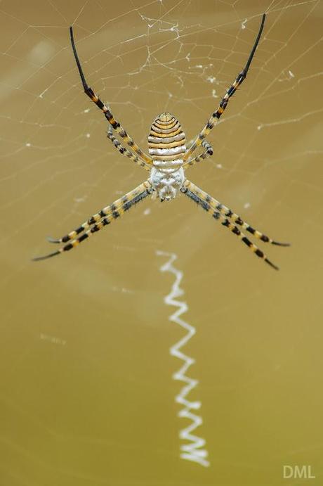 Grandes arañas andaluzas - Andalusian big spiders