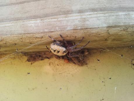 Grandes arañas andaluzas - Andalusian big spiders