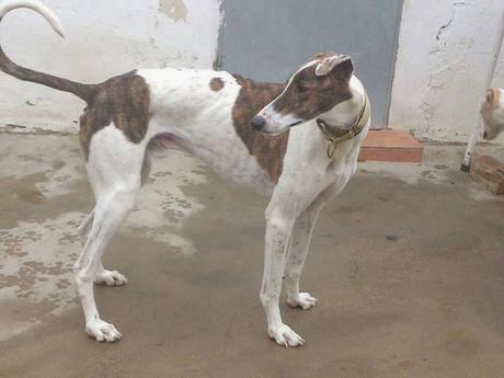 ADOPTA A MARIO. (ZARAGOZA)