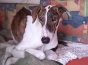 Adopta mario. (zaragoza)