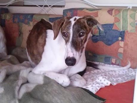 ADOPTA A MARIO. (ZARAGOZA)