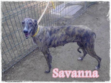 MUY URGENTE, SAVANA PERDIDA EN ZARAGOZA. AYUDA POR FAVOR....