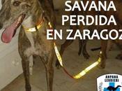 urgente, savana perdida zaragoza. ayuda favor....