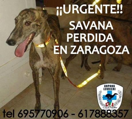 MUY URGENTE, SAVANA PERDIDA EN ZARAGOZA. AYUDA POR FAVOR....