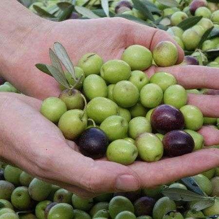 Avizoran un panorama “tétrico” para la olivicultura en La Rioja