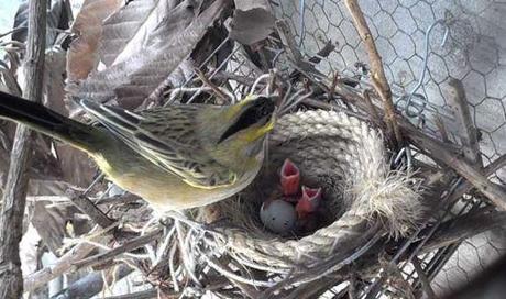 Rescatan aves salvajes en Burzaco