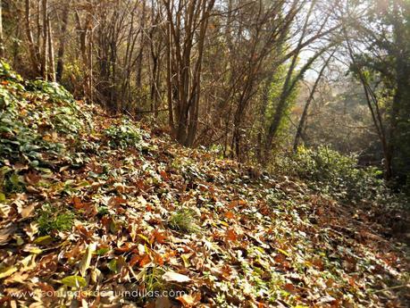 El Valle del Jerte en Otoño