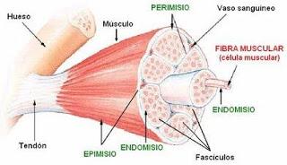 Lesiones Tendinosas