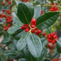 Flores de temporada: Invierno