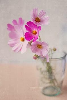 Flores de temporada: Invierno