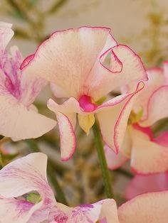 Flores de temporada: Invierno