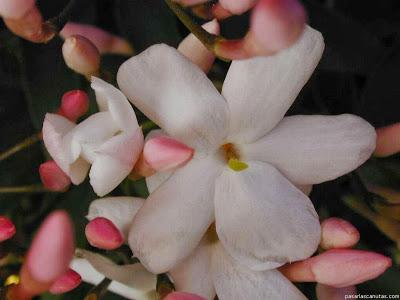 Flores de temporada: Invierno