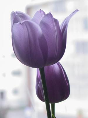 Flores de temporada: Invierno