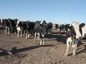 Altas temperaturas hasta domingo afectan tambos