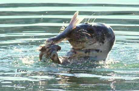 FOCA GRIS (Halichoerus grypus) EN LAREDO