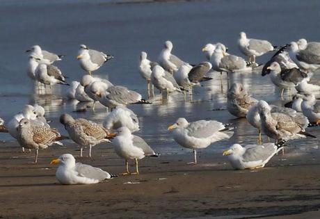 Gaviotas argénteas adultas