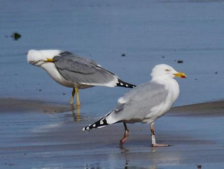 Gaviotas argénteas adultas