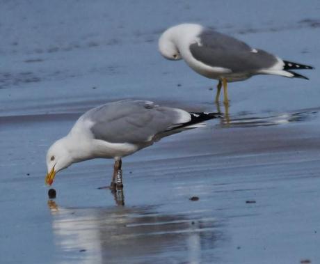 Gaviotas argénteas adultas