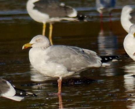 Gaviotas argénteas adultas