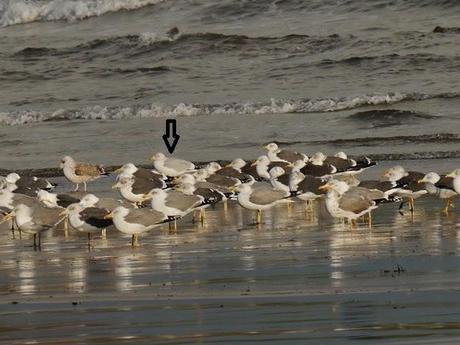 Gaviotas argénteas adultas